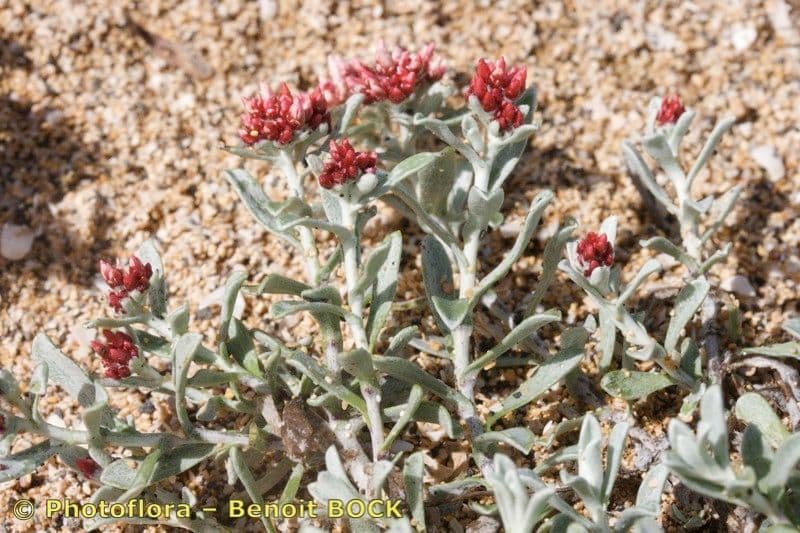 Strohblume 11