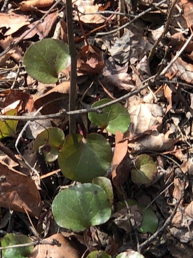 Pirolo asariforme 16
