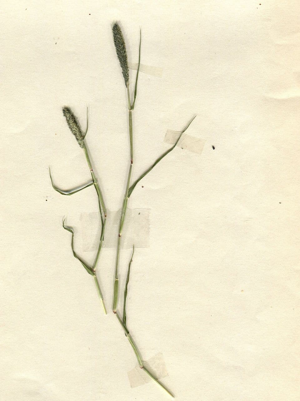 Sporobolus 27
