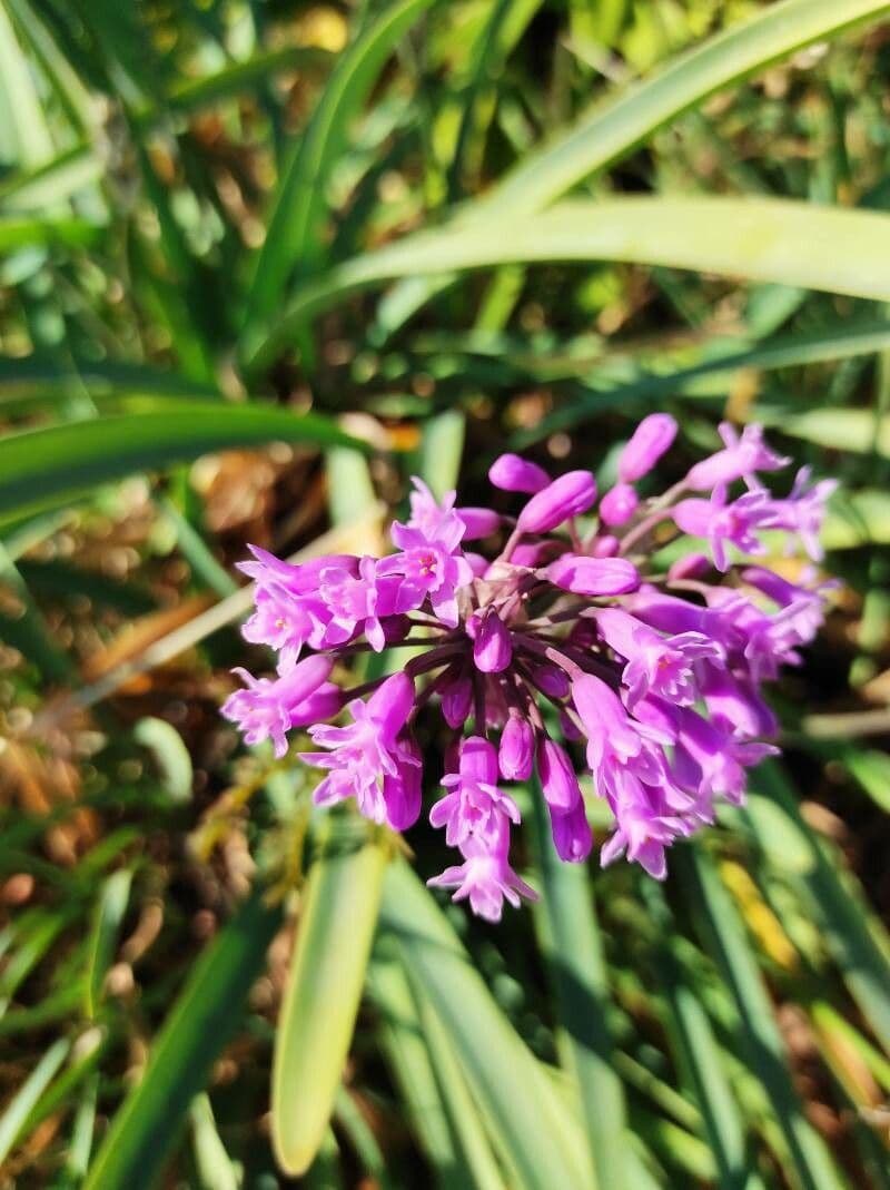 Tulbaghia 4