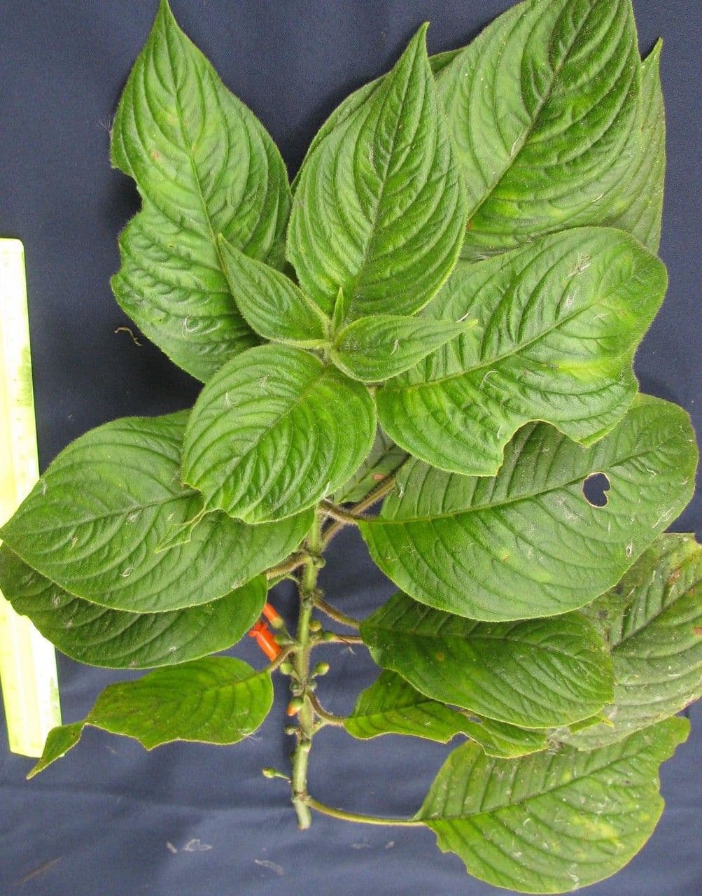 Besleria 10