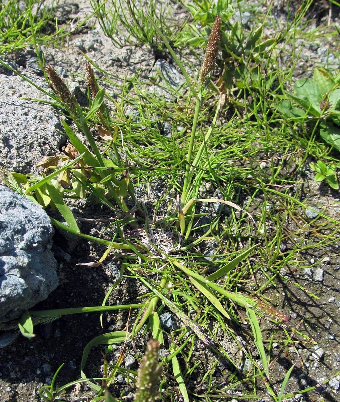 Agrostis exarata 11