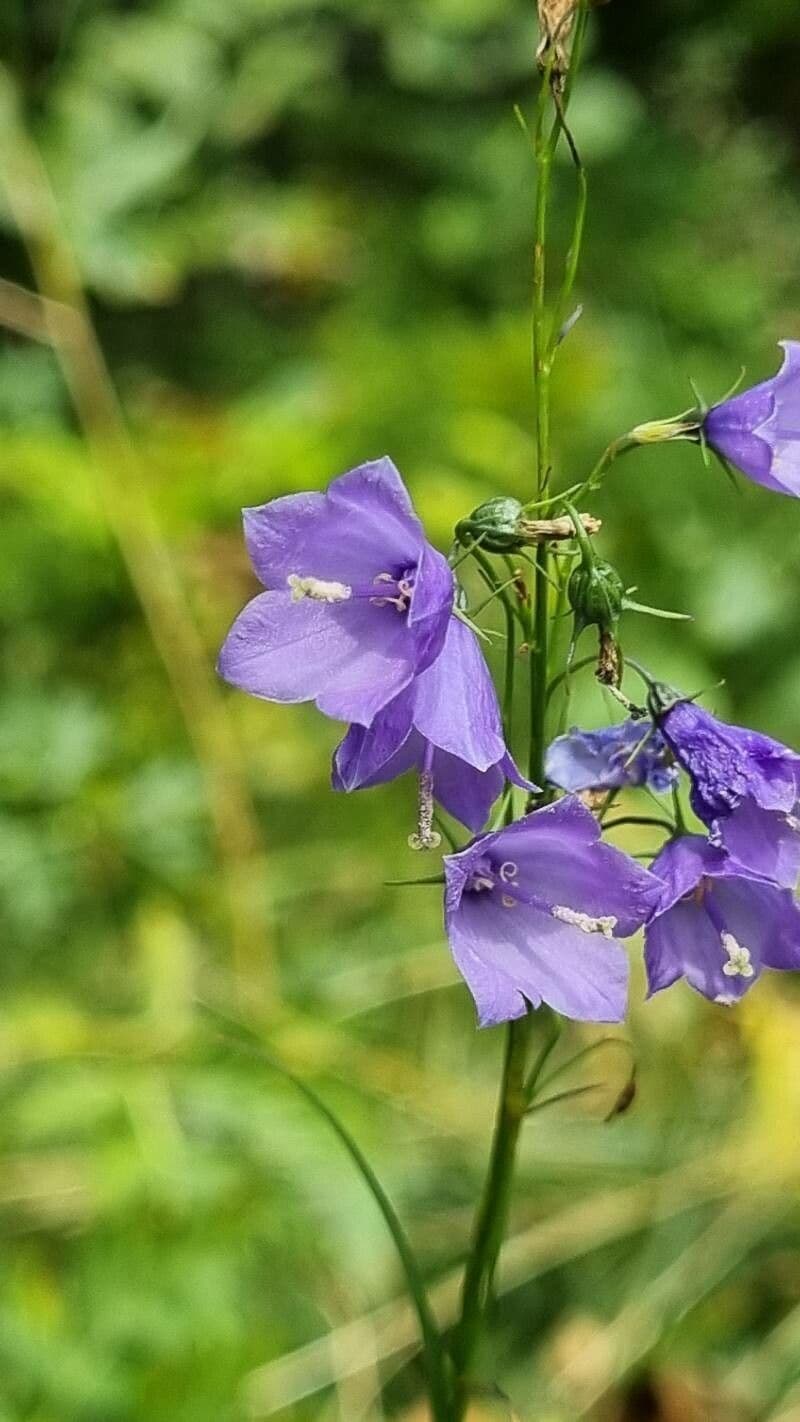 Campanula 3