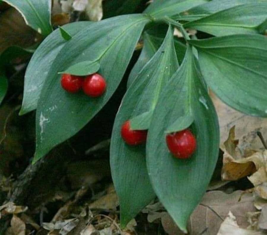 Ruscus hypoglossum 4