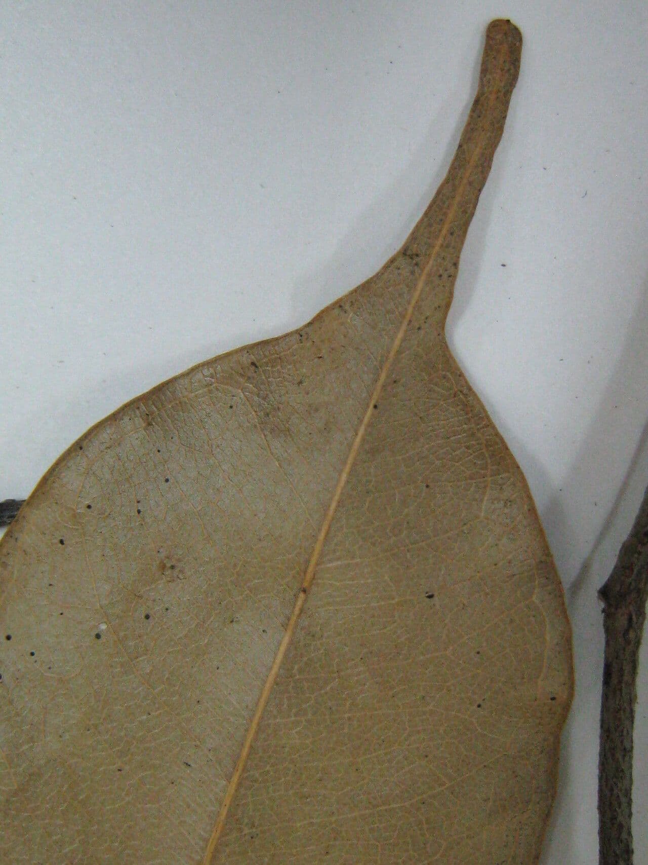 Swartzia 4