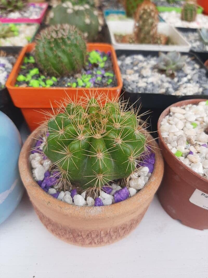 Echinopsis 13