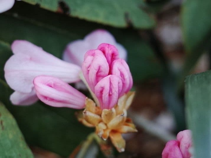 Rhododendron 26