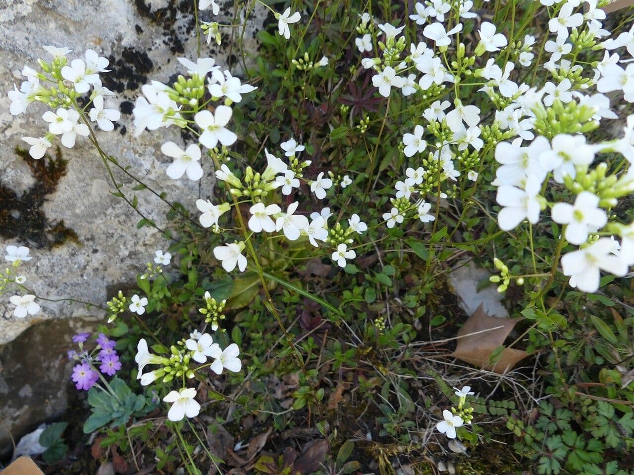 Arabis procurrens 4