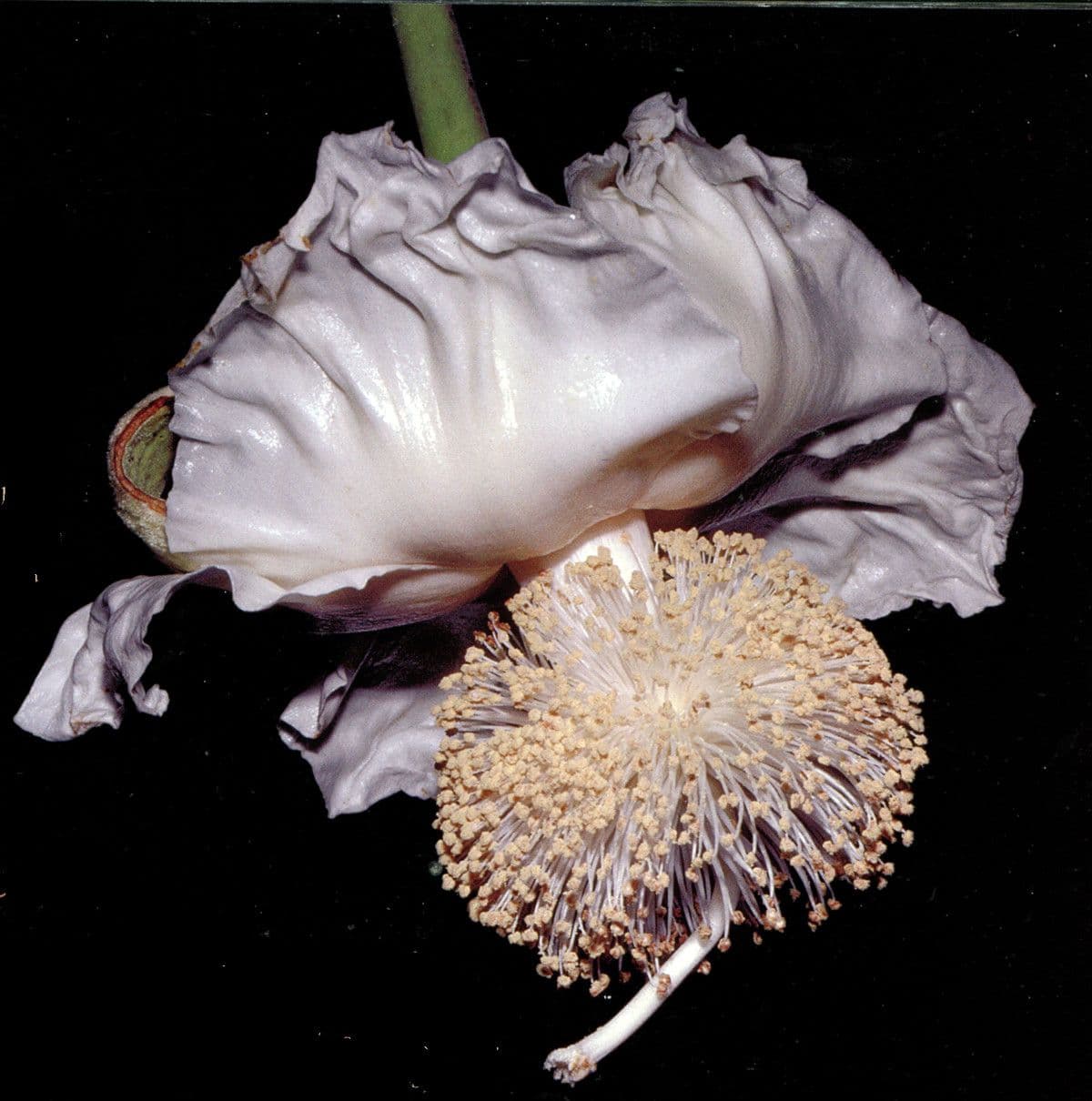 Baobab 10