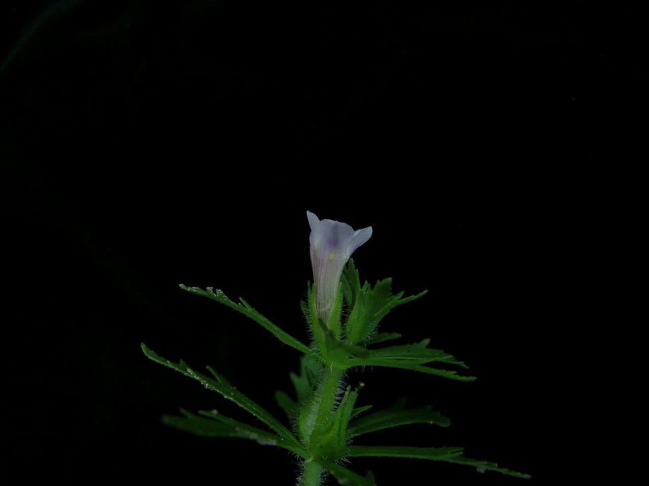 Limnophila 7