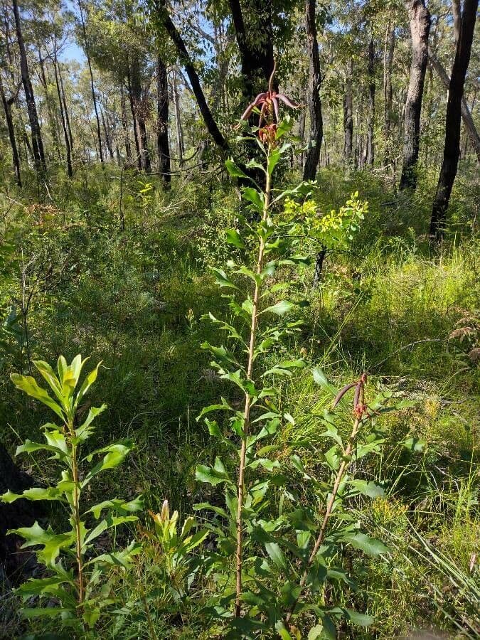 Telopea speciosissima 9