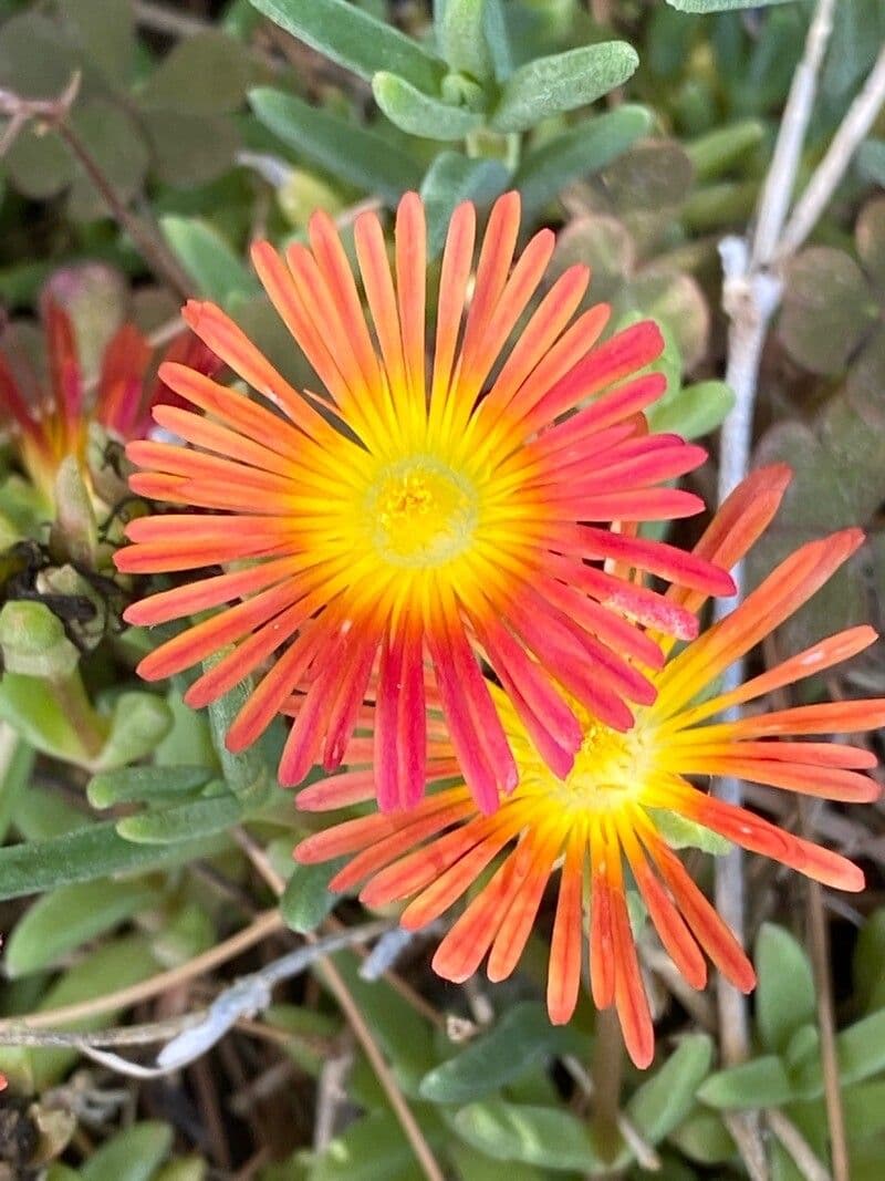Malephora 7