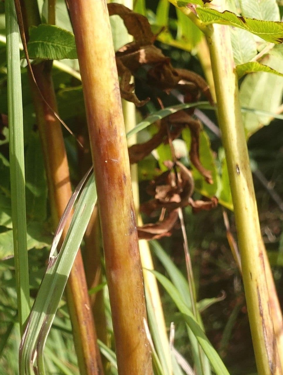 Długosz królewski 22