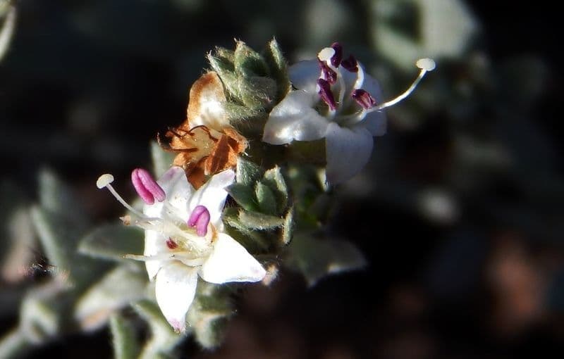 Cressa truxillensis 2