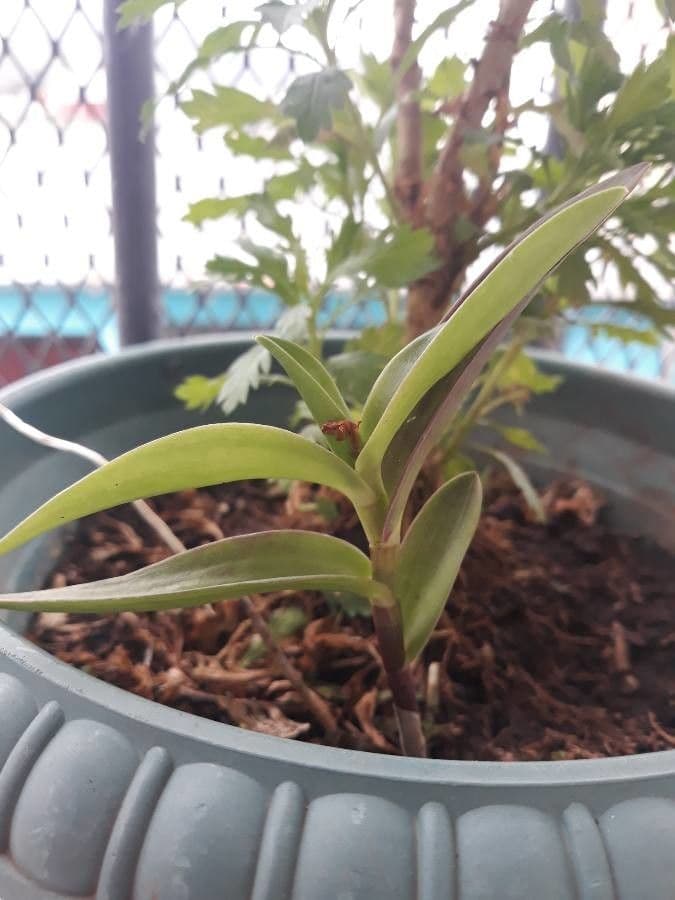 Epidendrum radicans 17