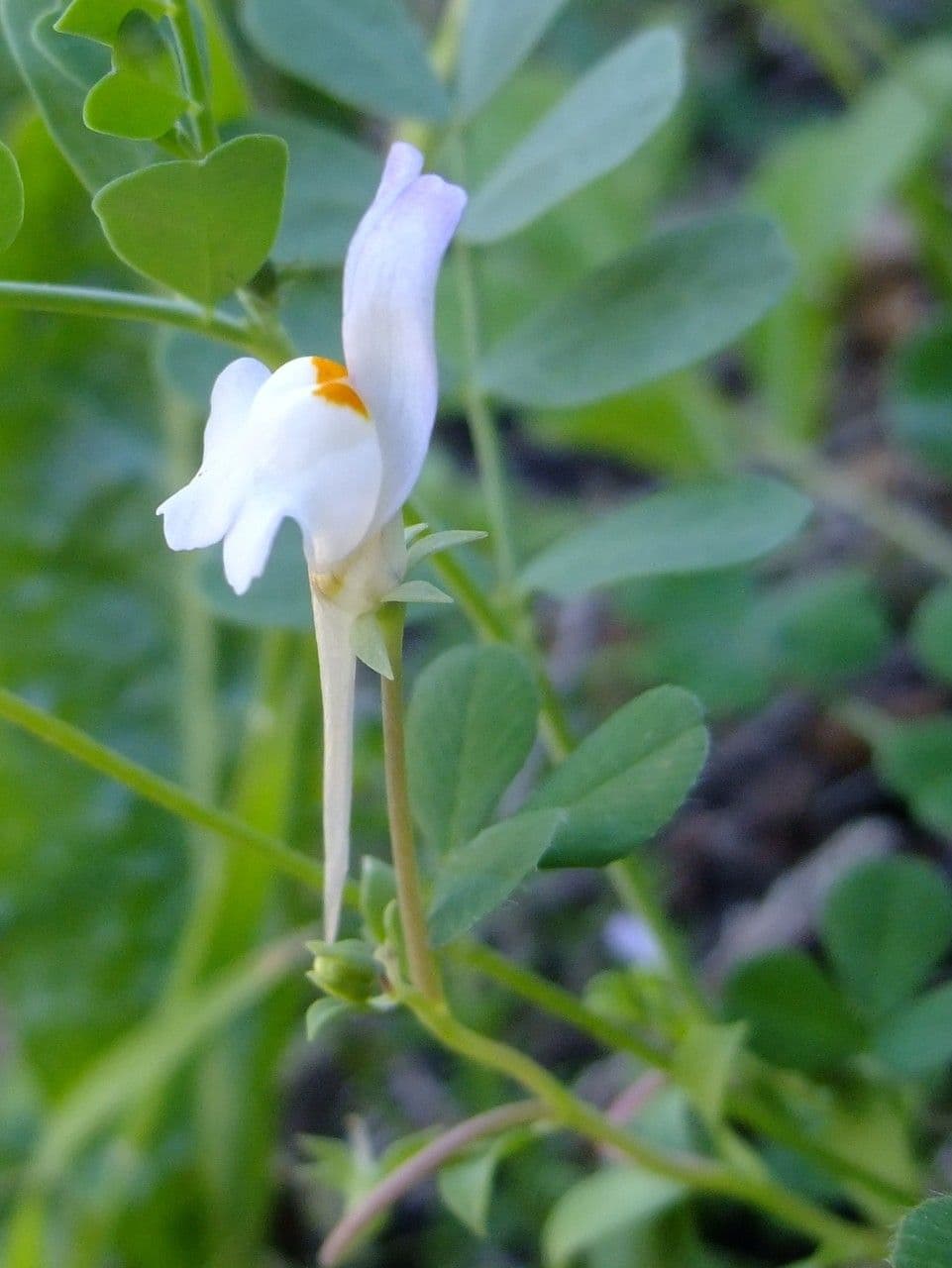 Linaria triphylla 2