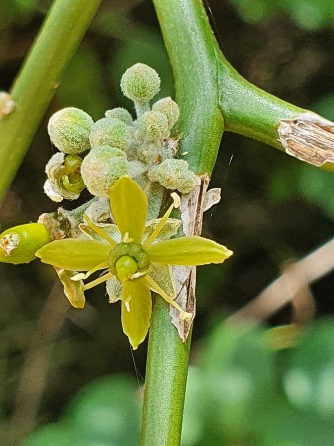 Dattier du désert 6