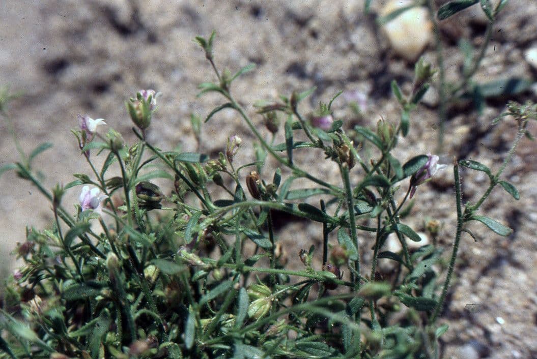 Graciola lekárska 9