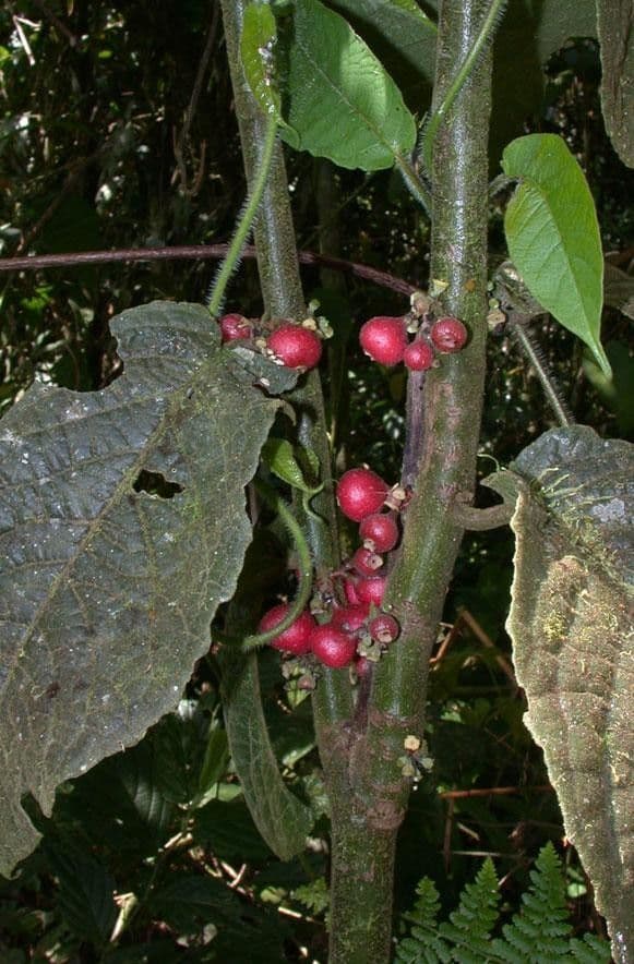 Siparuna 14