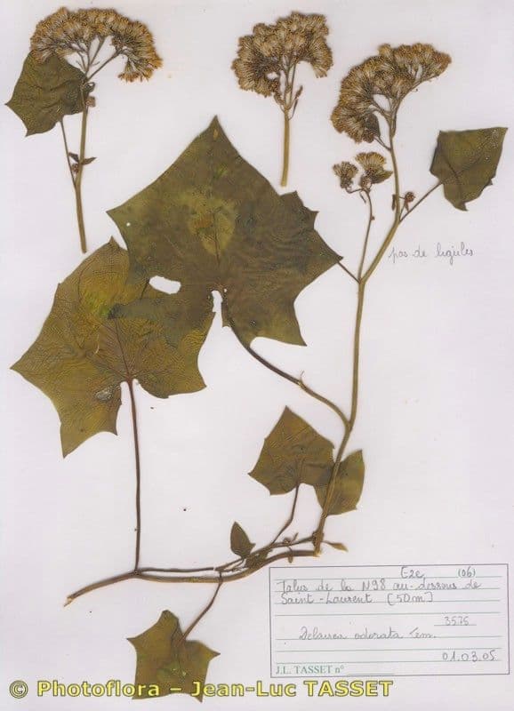 Delairea odorata 26