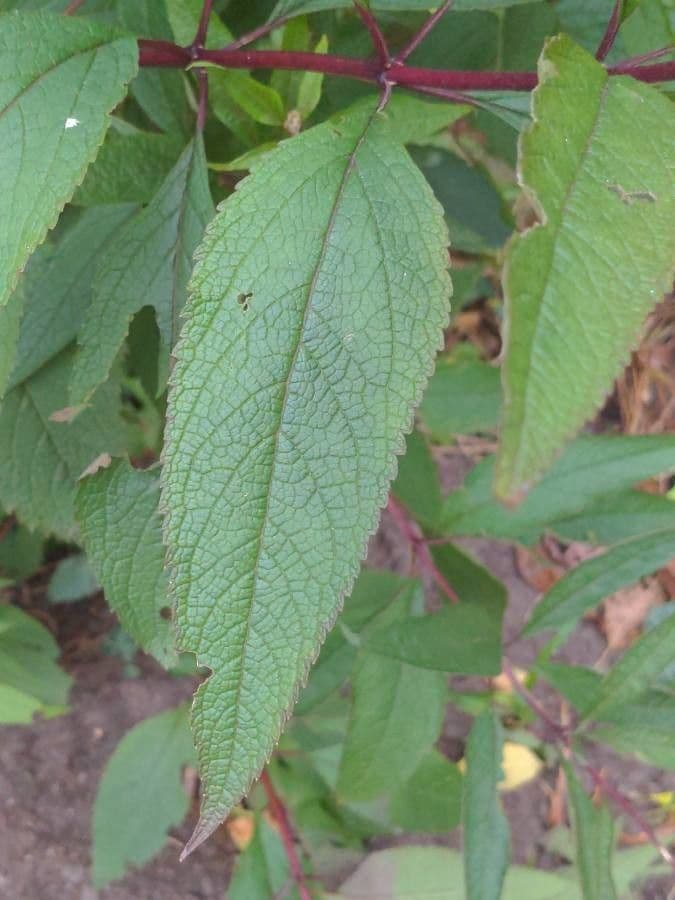 Eupatorio maculato 15