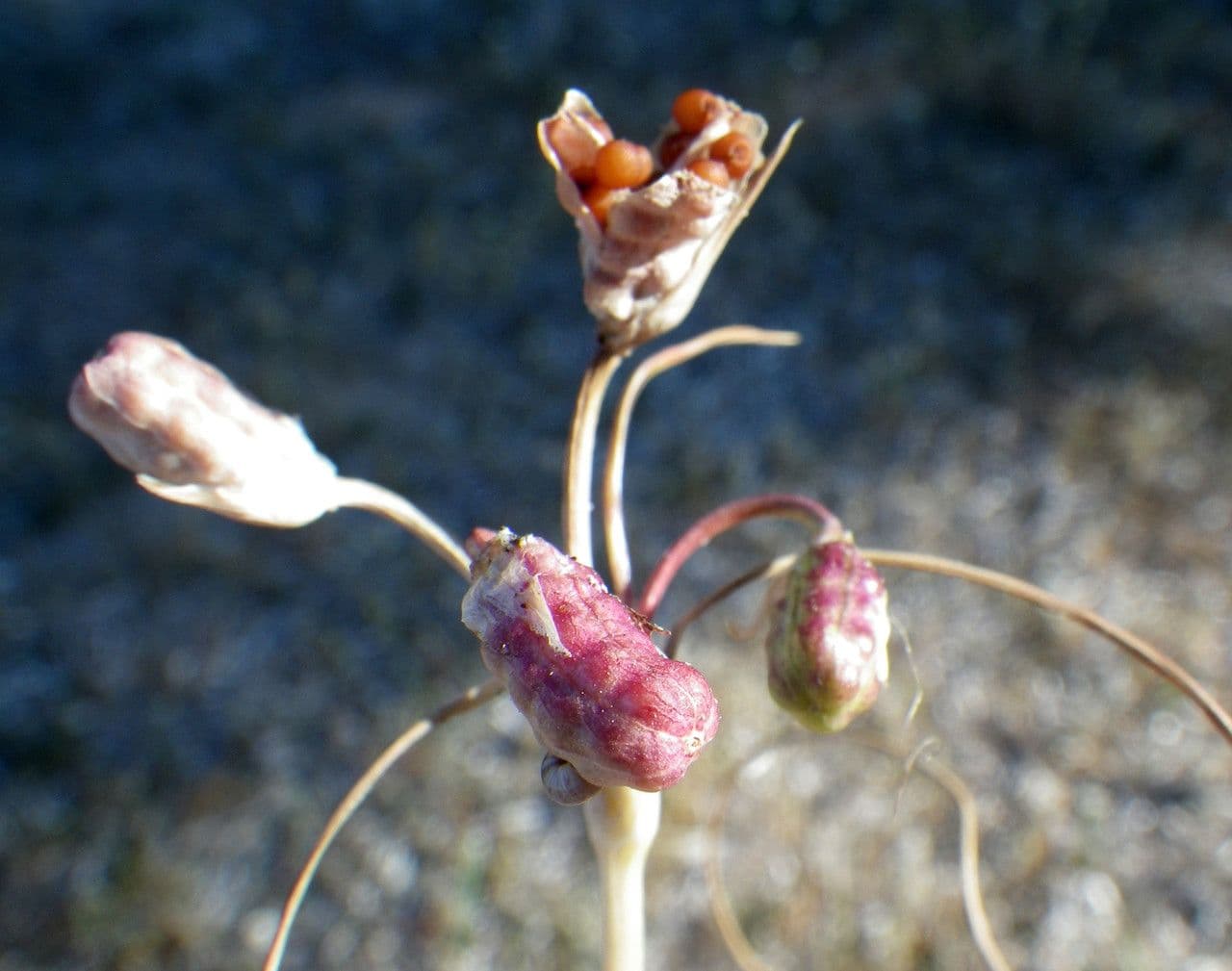 Romulea 2