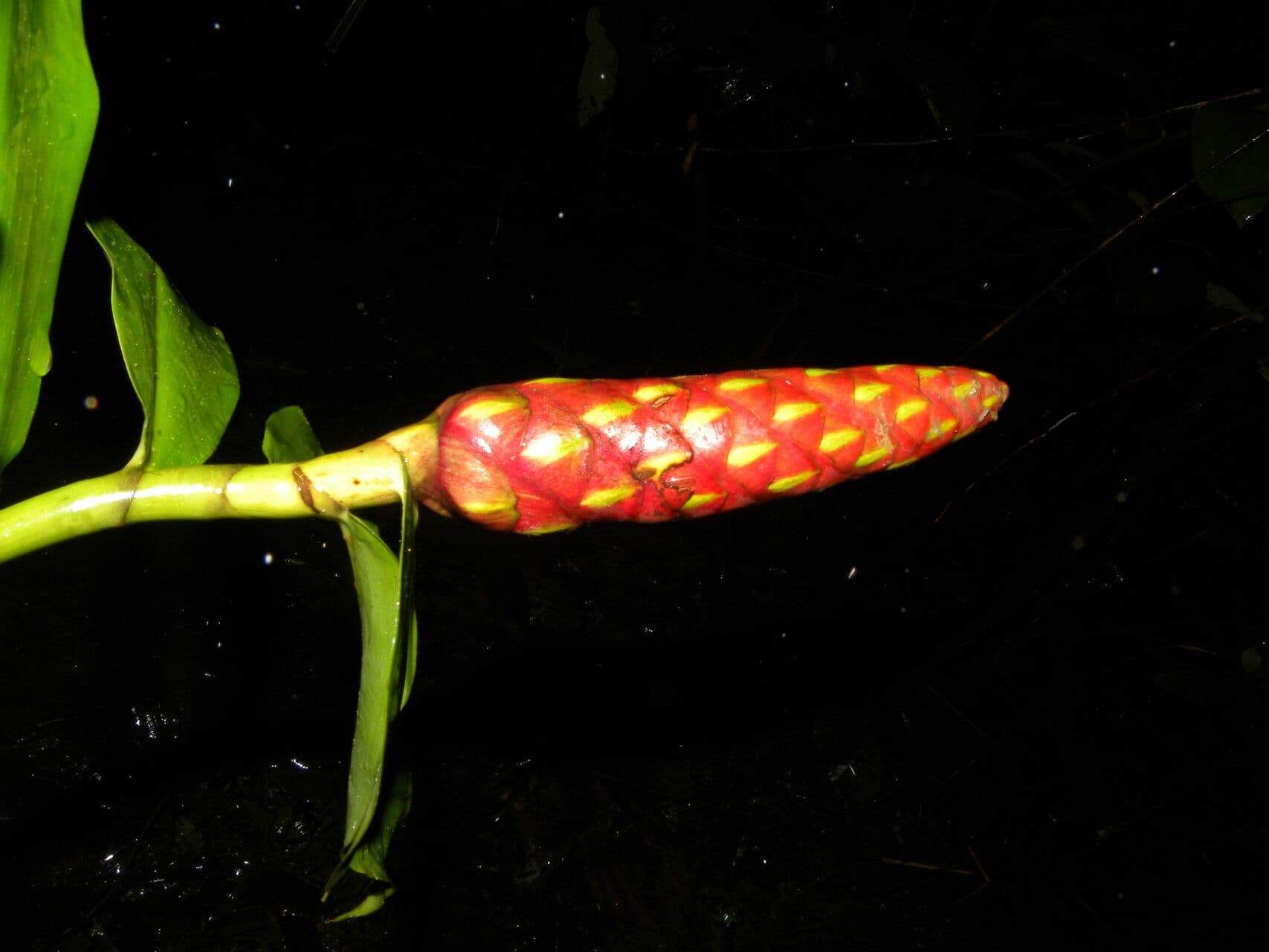 Costus scabro 6