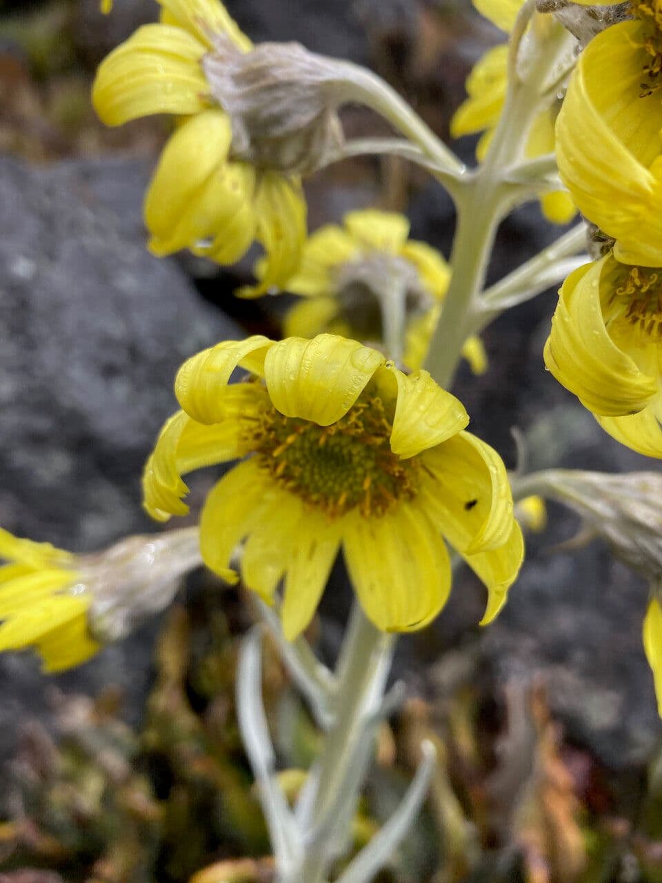 Senecio 11