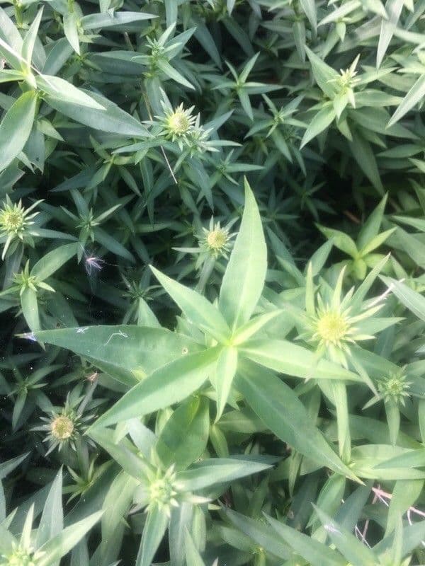 Fleabane piękny 17
