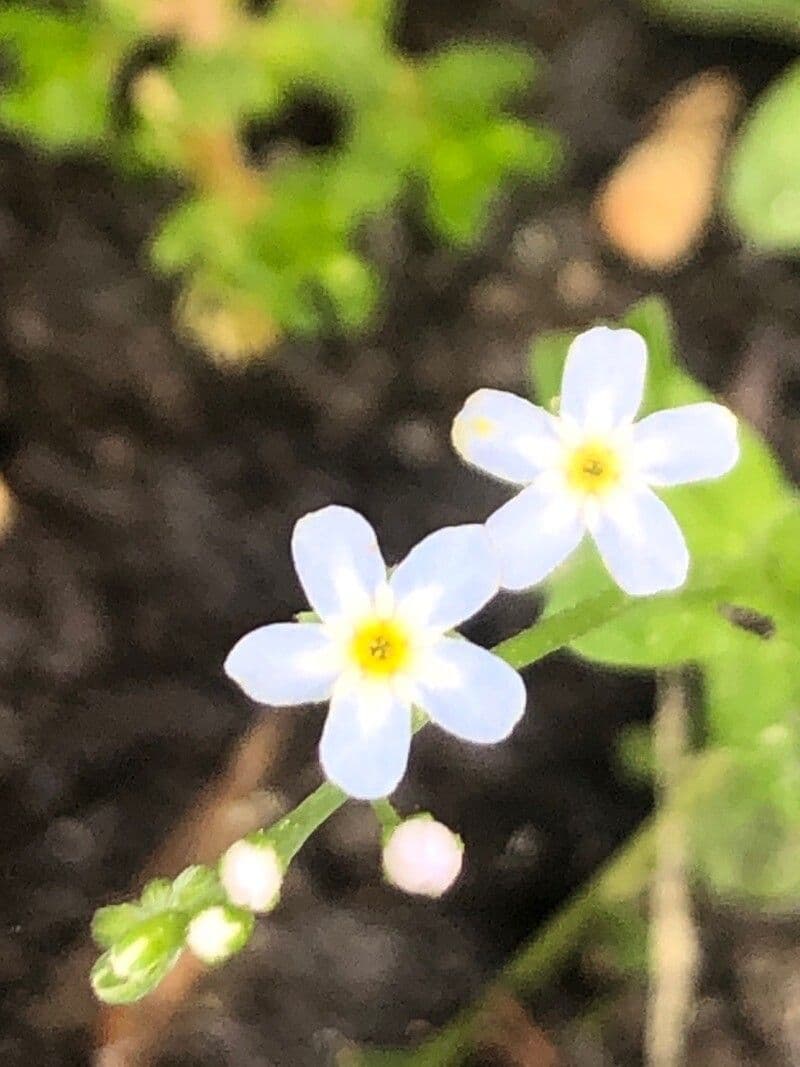 Myosotis