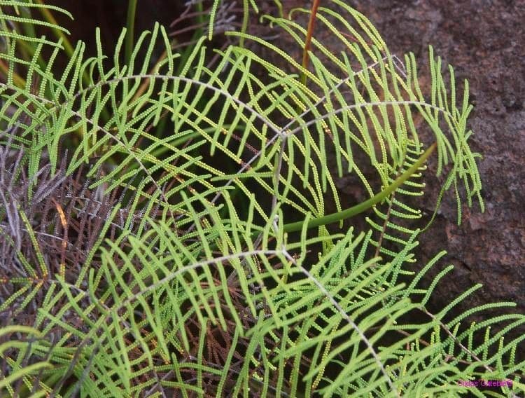 Gleichenia dicarpa