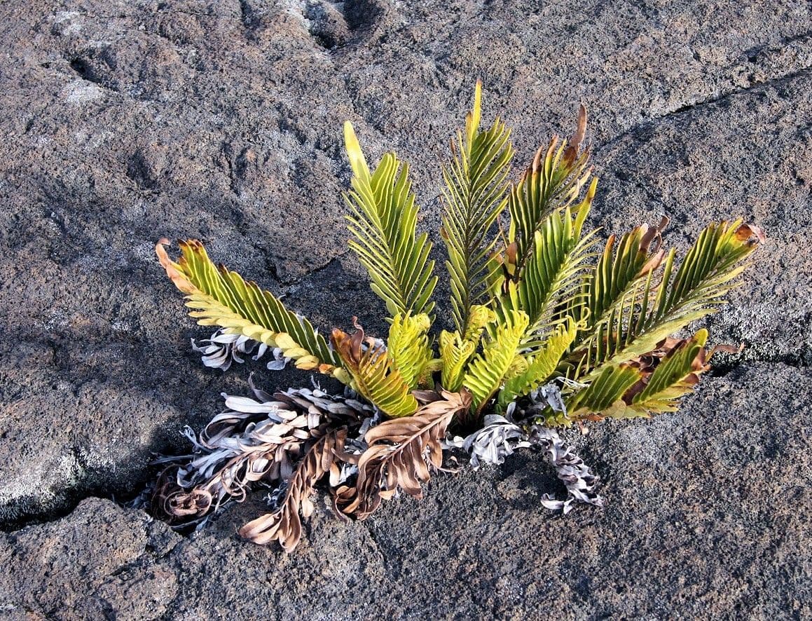 Nephrolepis 8