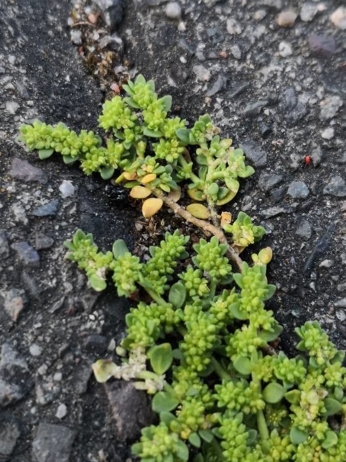 Herniaria 20