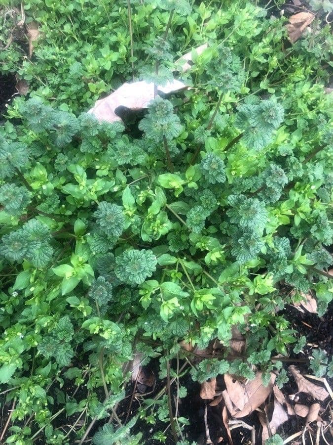 Stellaria