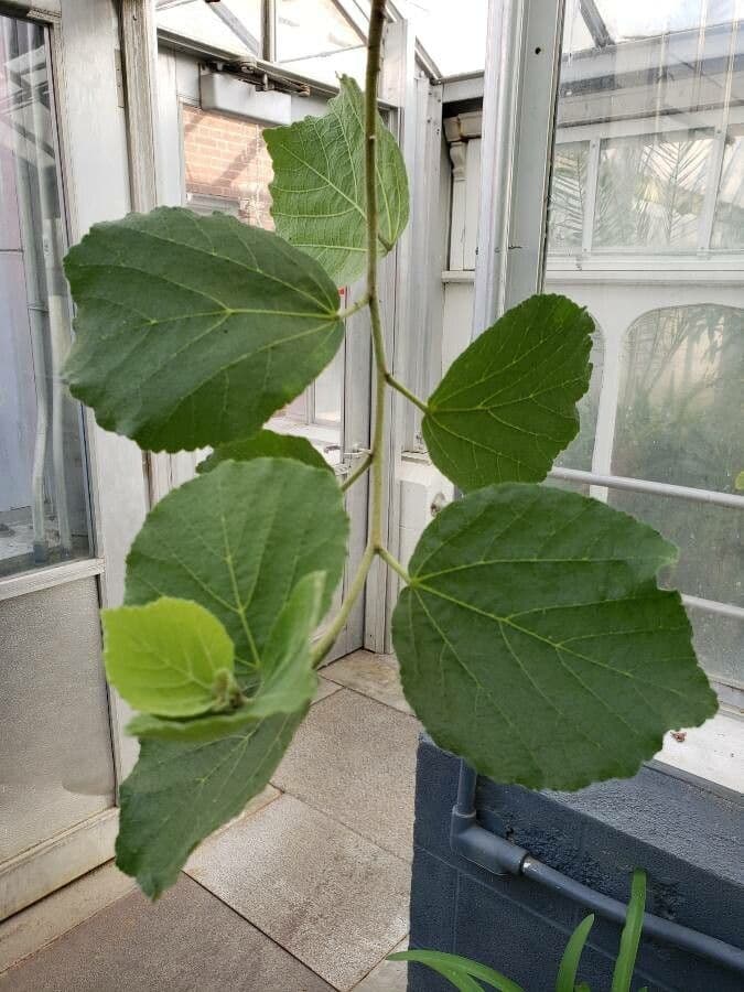 Dombeya espectacular 2
