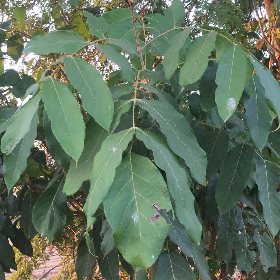 Fernandoa 14