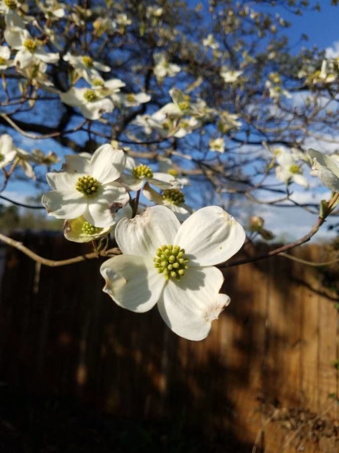 Blüten-Hartriegel 9