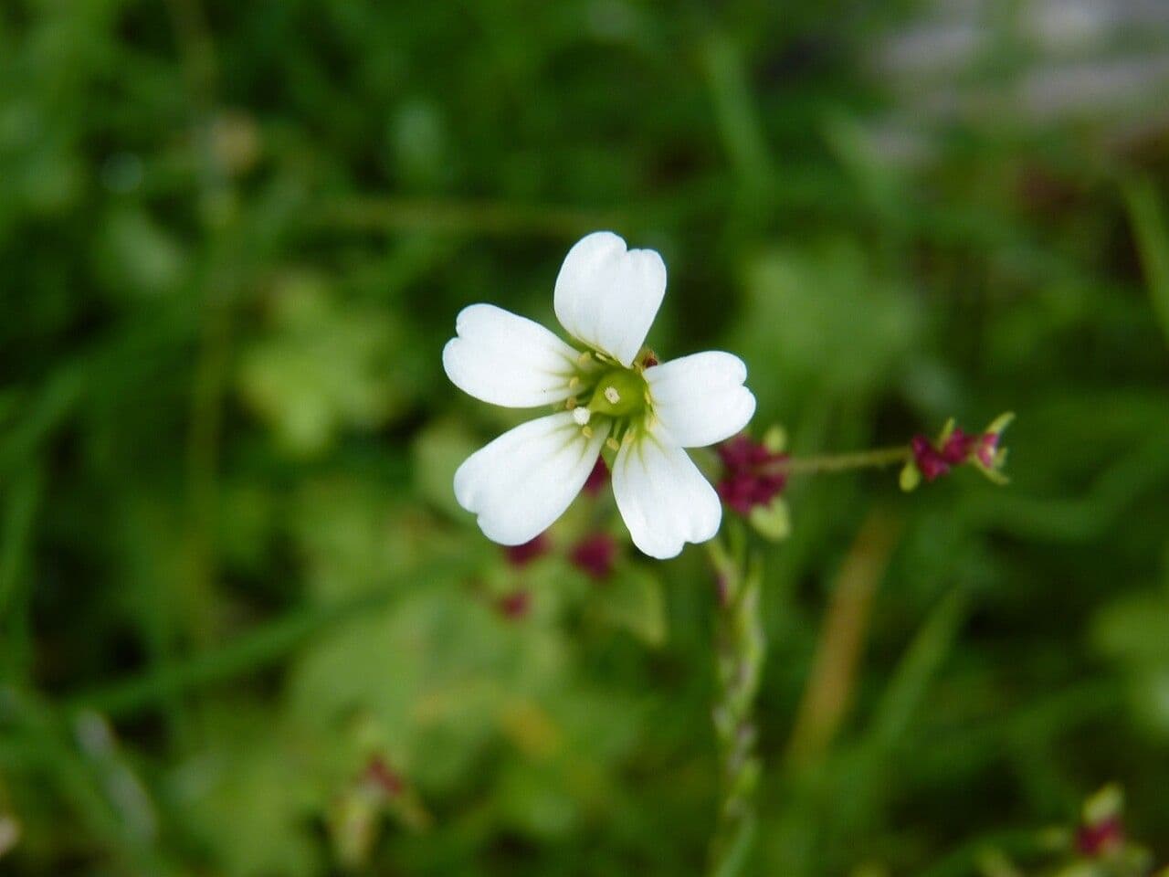 Sassifraga bulbifera 5