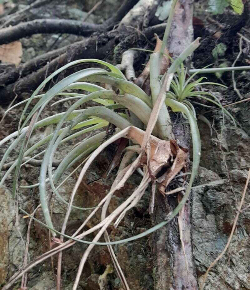 Tillandsia utricolata 13