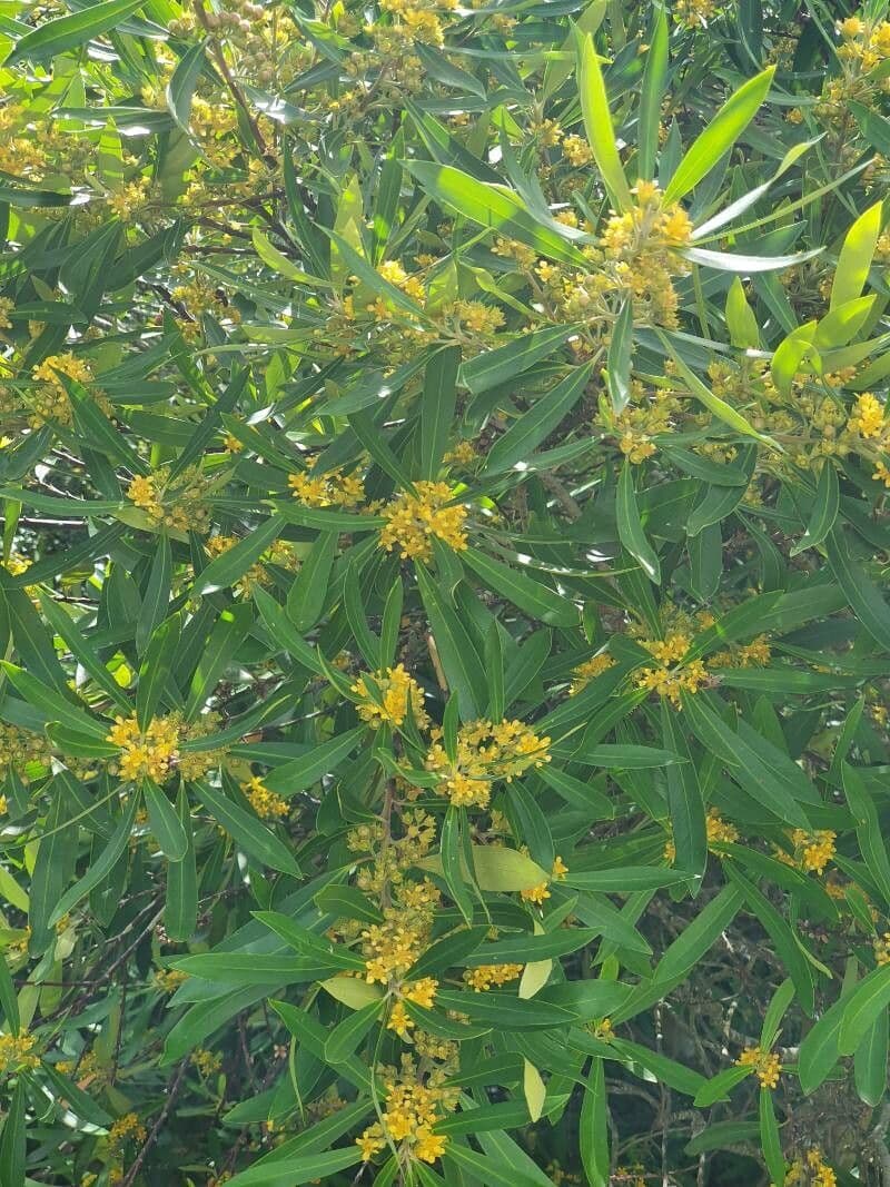 Lorbeerblättrige Tristaniopsis 6