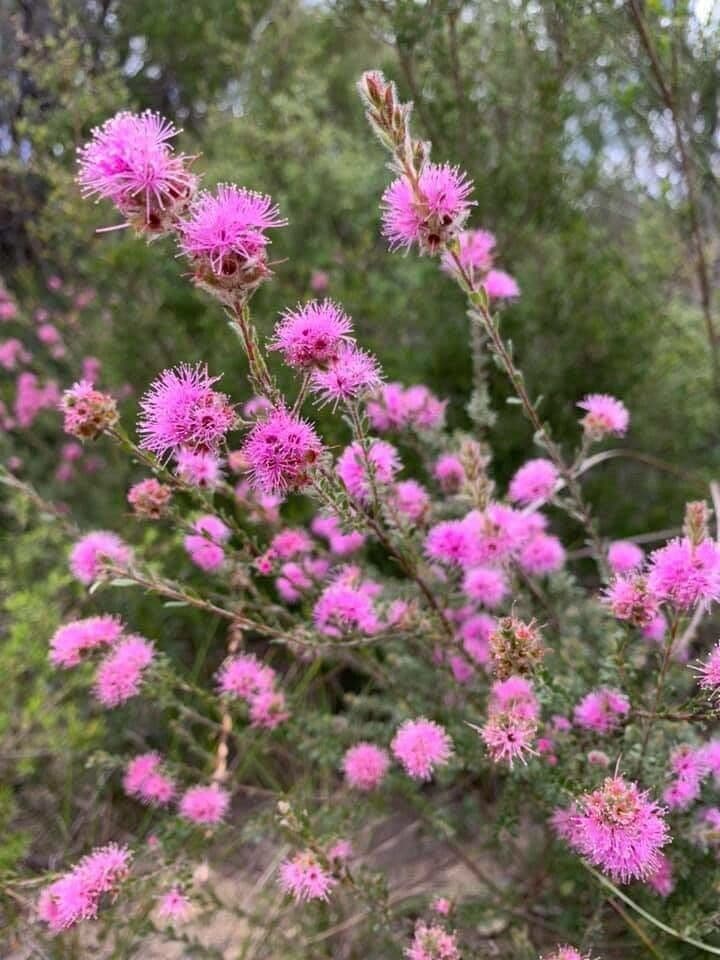 Kunzea