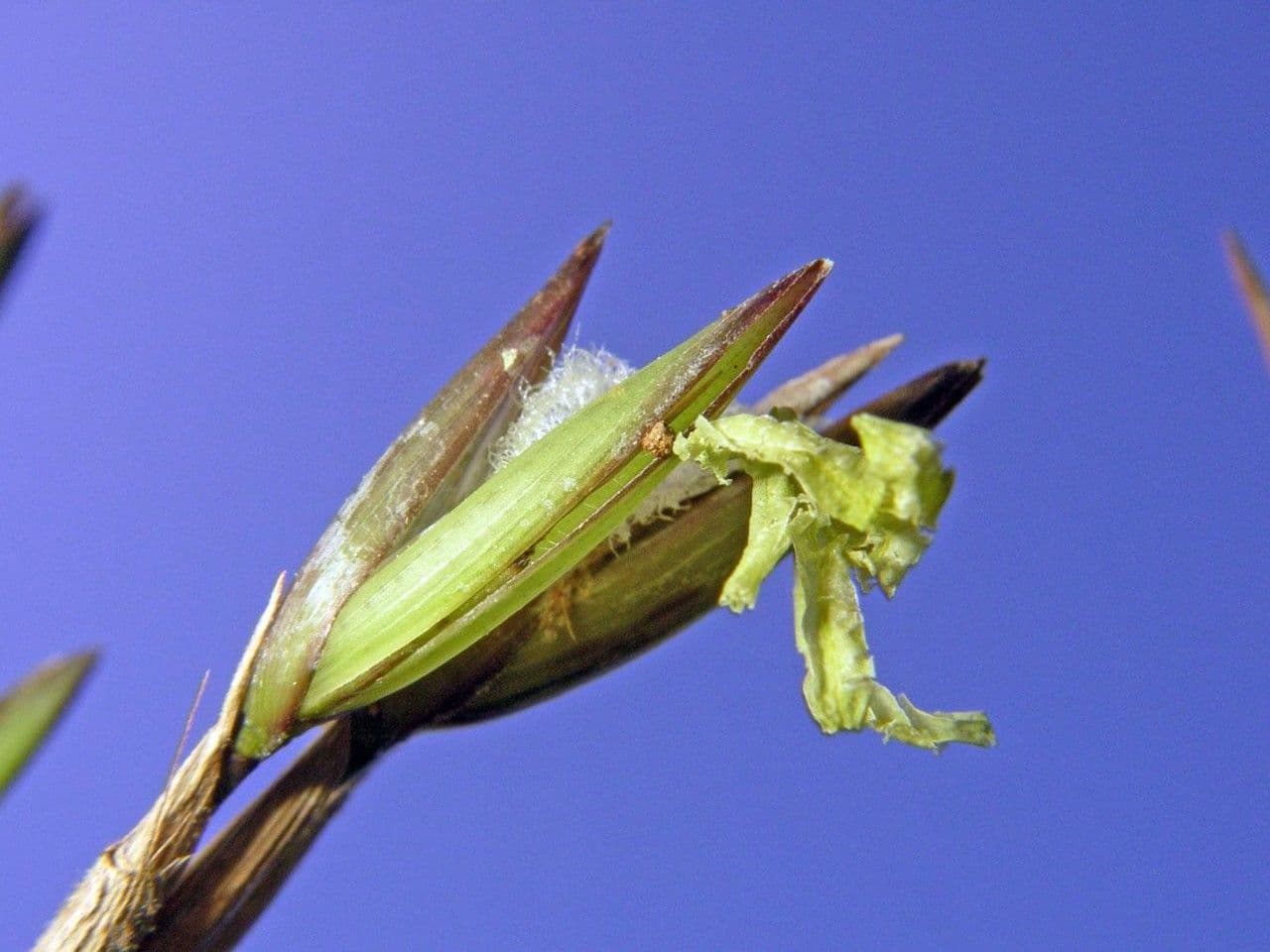 Elytrostachys 4