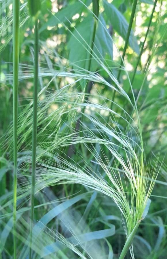 Spear grass