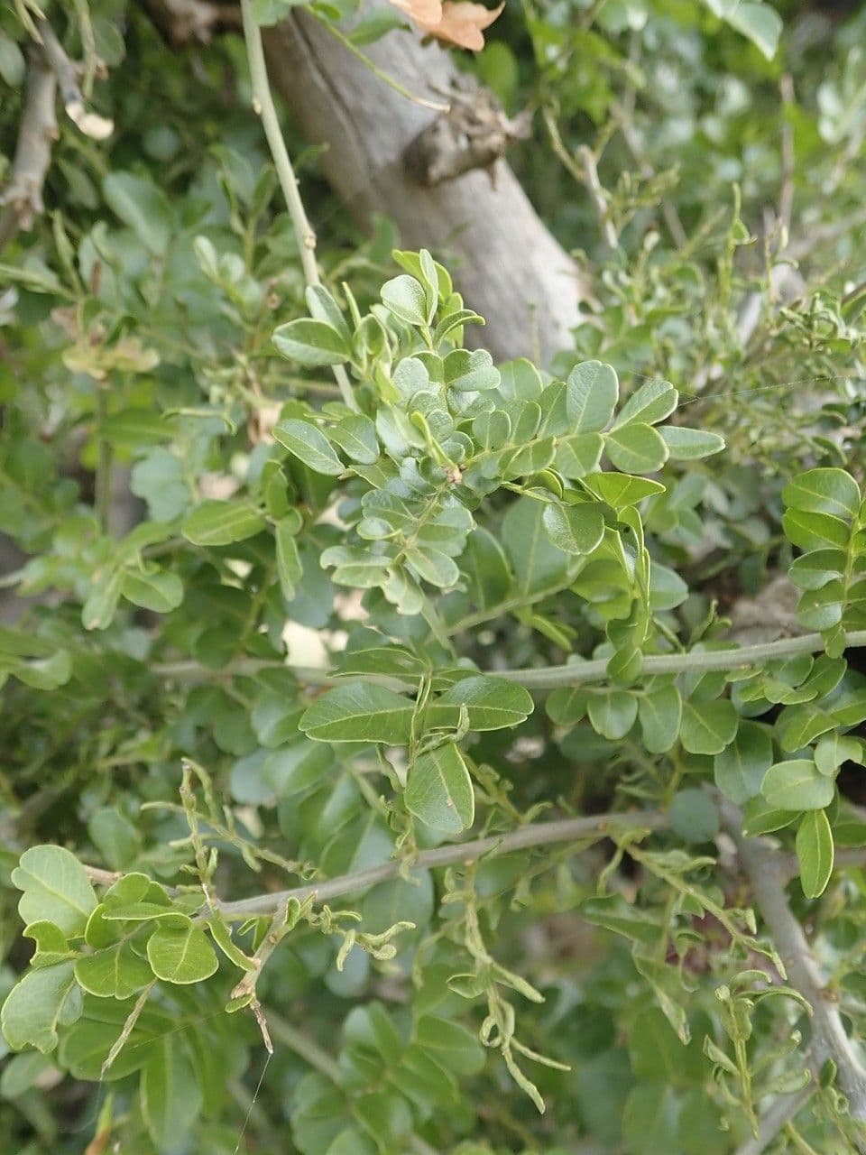 Haplocoelum 15
