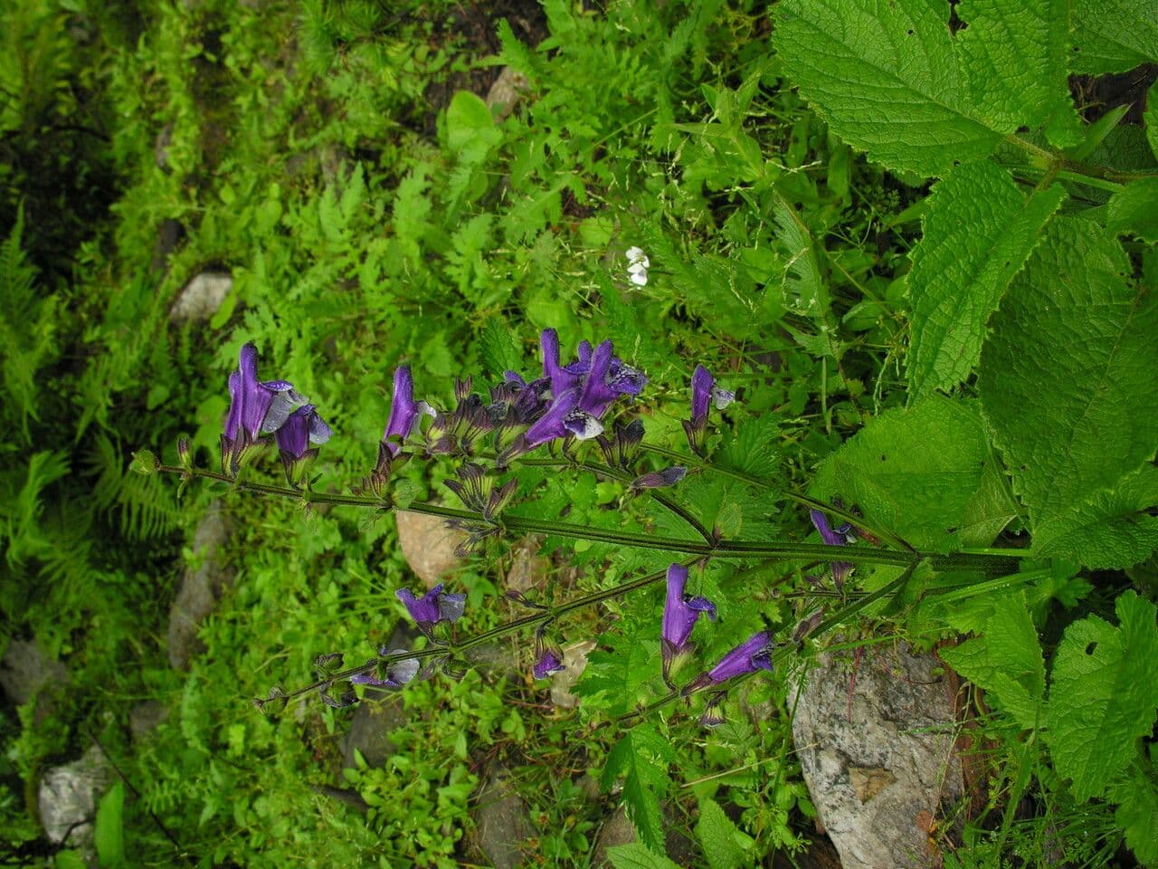 Salvia 8