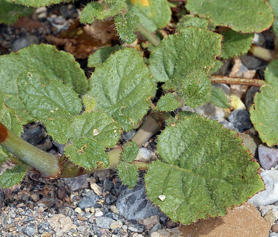 Anulocaulis 9