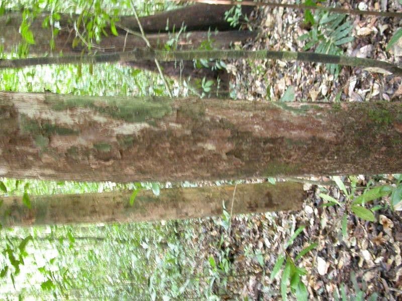 Pouteria frangiata