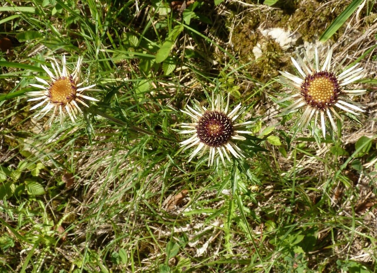 Carlina comune 27