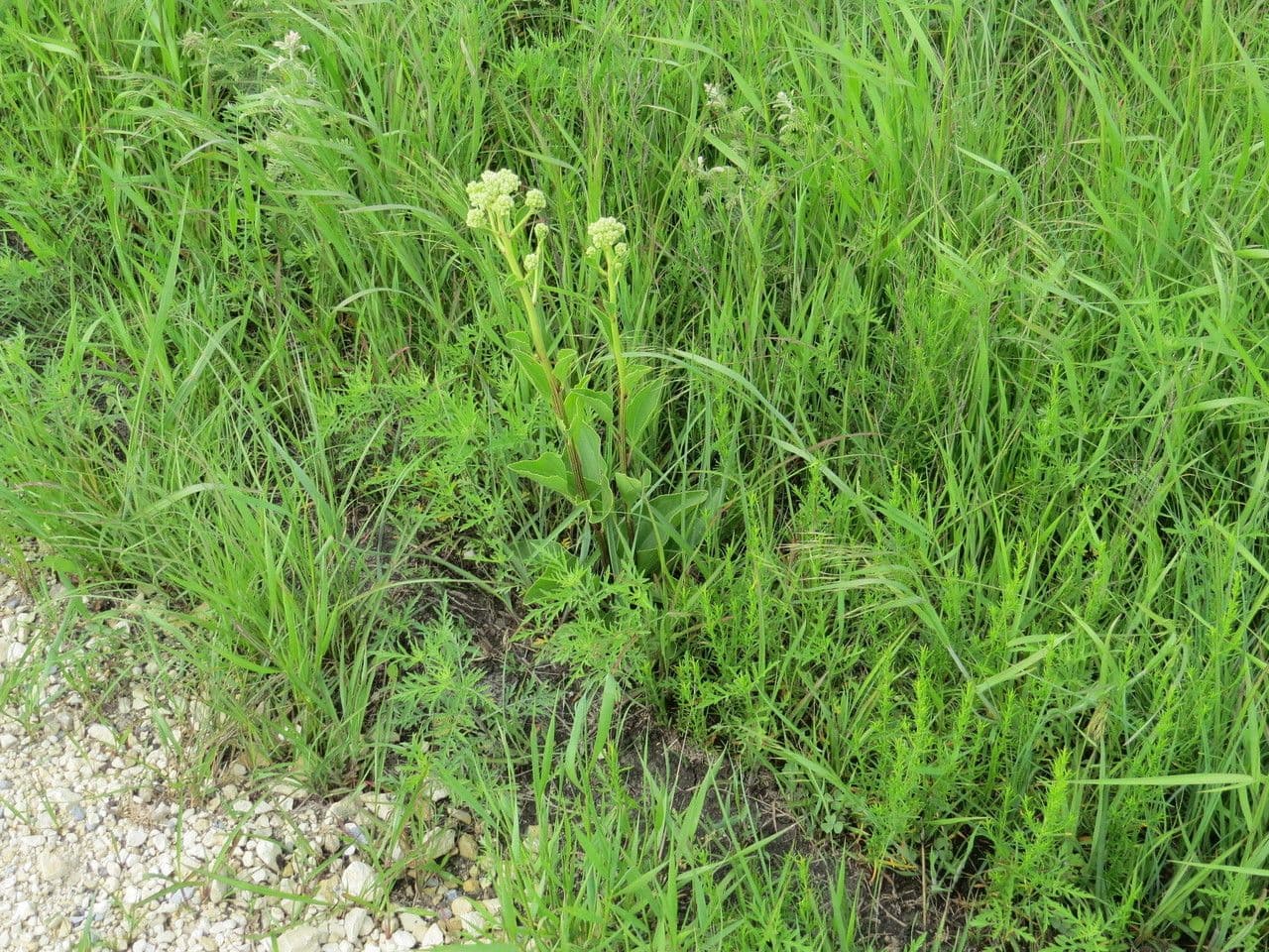 Arnoglossum plantagineum 8