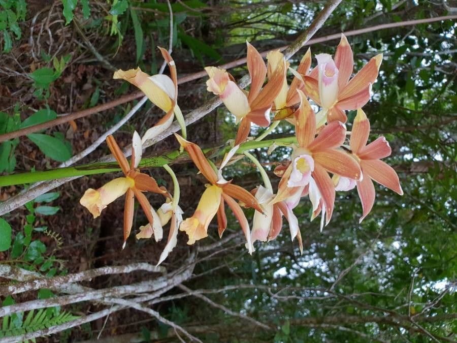 Phaius di Tankerville 4